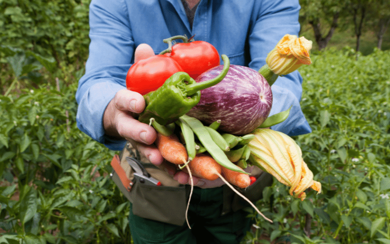Farmer holding out an armful of produce.
